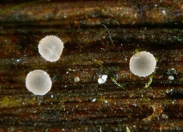 :-Cistella albidolutea