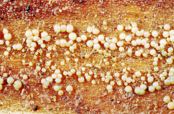 :-Claussenomyces dacrymycetoideus