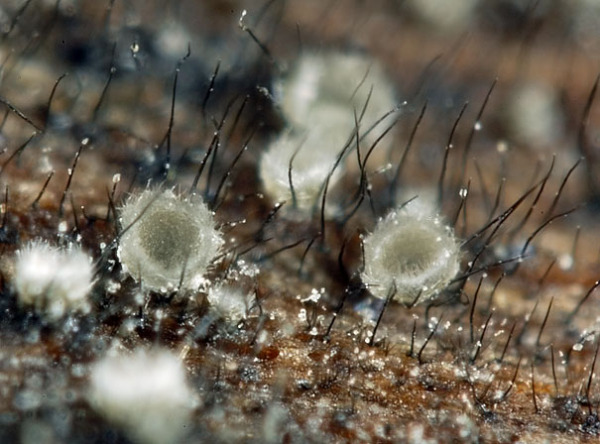 Schimmel-Haarbecherchen-Dematioscypha dematiicola