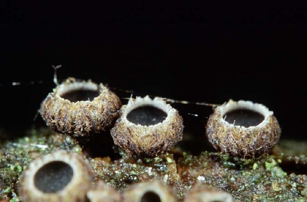 :-Godronia urceoliformis