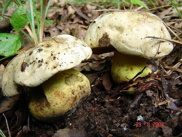 Wurzelnder Bitterröhrling-Boletus radicans