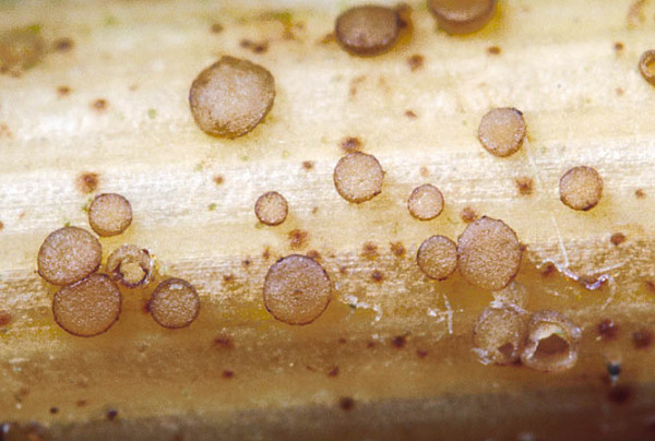 : Becherling-Micropeziza karstenii
