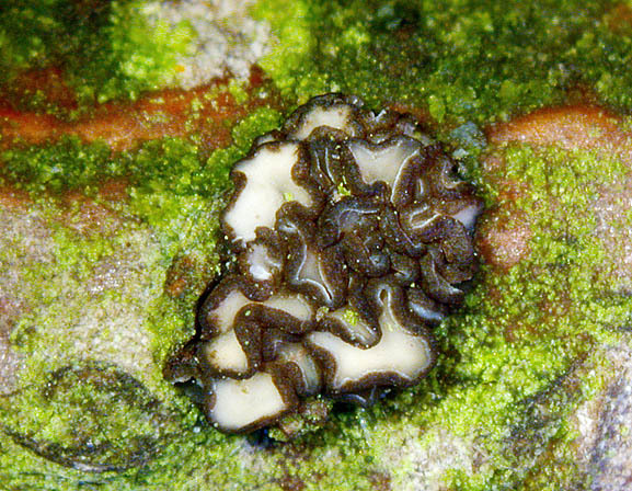Verschiedenfarbiges Weichbecherchen-Mollisia discolor