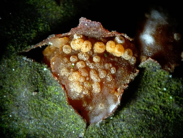 Weissbuchen-Rindenbecherchen-Pezicula carpinea