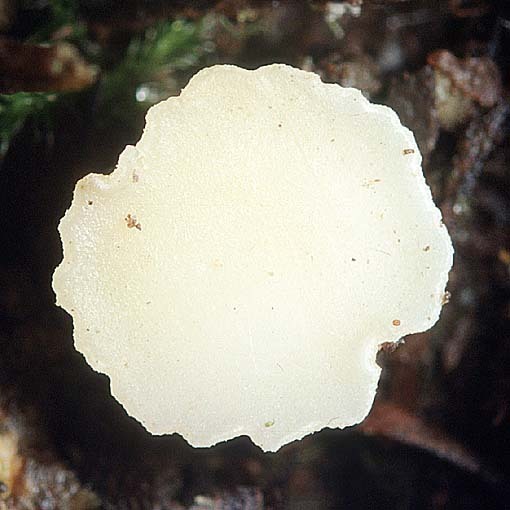:-Phaeohelotium geogenum