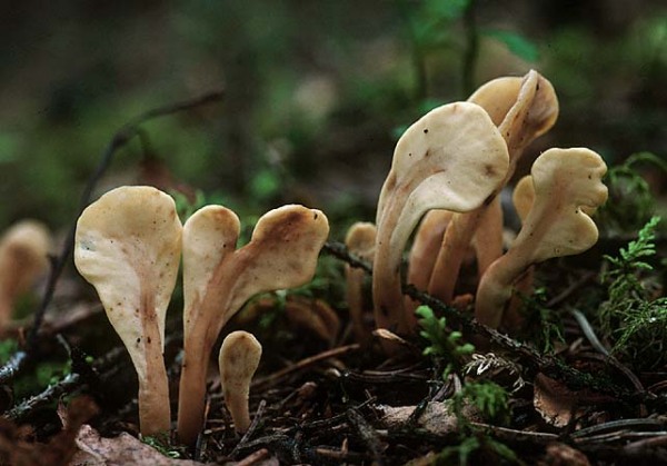 : Spateling-Spathularia rufa