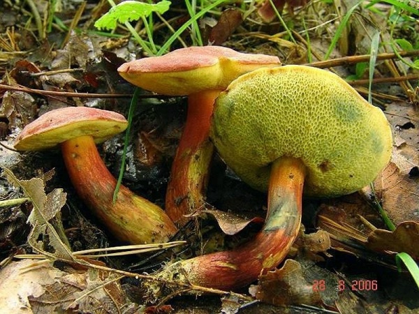 Blutroter Filzröhrling-Boletus rubellus