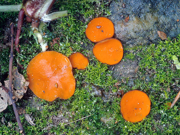 Mennigroter Kurzhaarborstling-Melastiza cornubiensis
