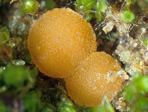 Scharlachroter Moosbecherling-Octospora coccinea
