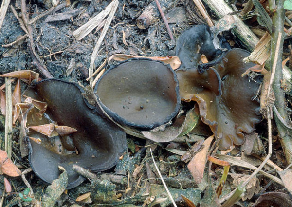 : Becherling-Peziza natrophila