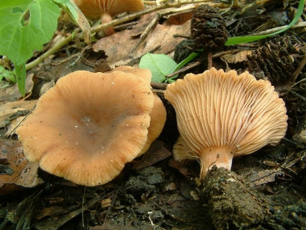 Olivbrauner Erlenmilchling-Lactarius obscuratus