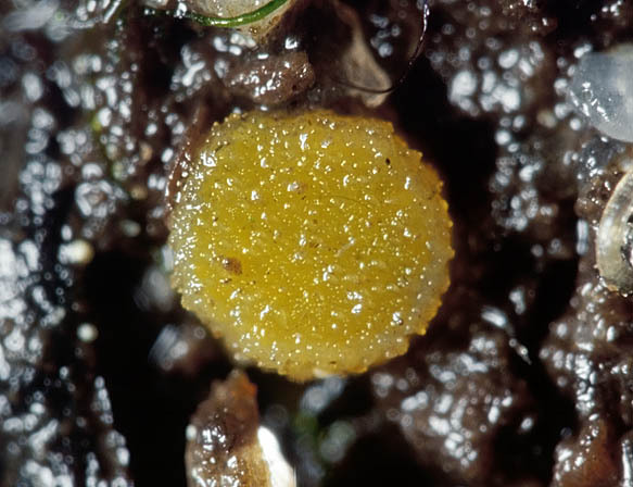 :-Ramsbottomia macracantha