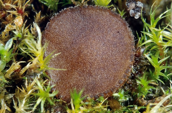 Kugelsporiger Brandstellenschildborstling-Sphaerosporella brunnea