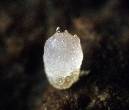 :-Thecotheus pelletieri