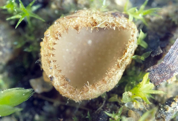 Brauner Brandstellen-Haarbecherling-Tricharina praecox