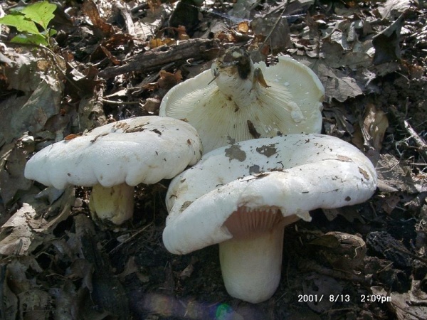 Wolliger Milchling-Lactarius vellereus