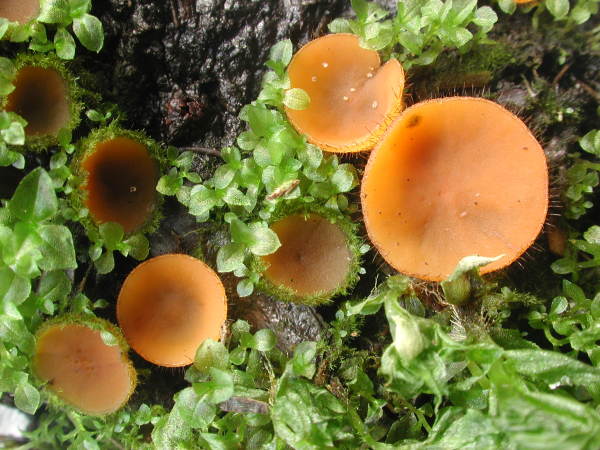 Sternhaariger Mistborstling-Cheilymenia stercorea