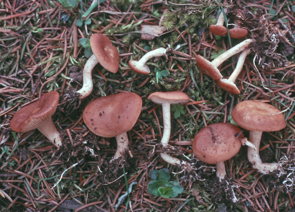 Lärchentrichterling-Clitocybe vermicularis