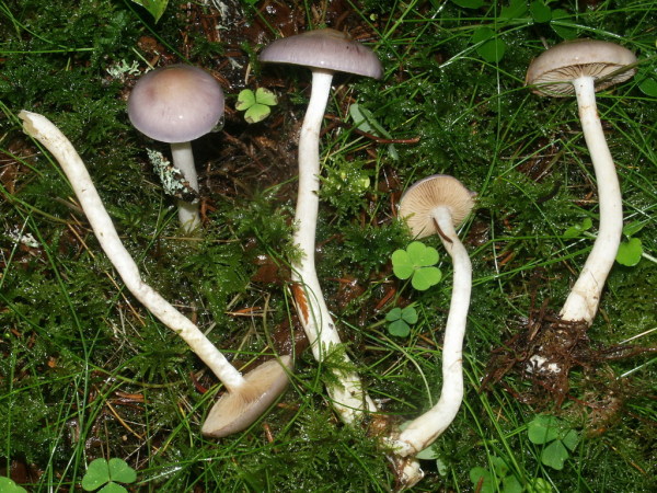Schmächtiger Birkenschleimfuss-Cortinarius betulinus