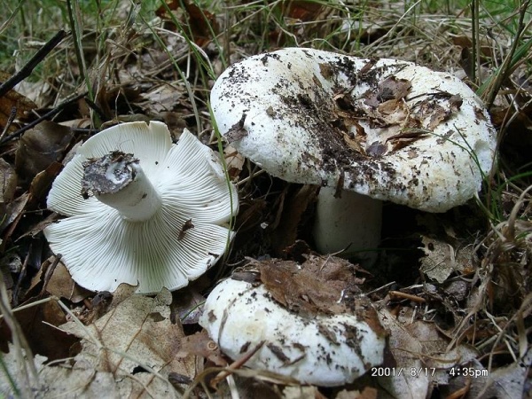 Breitblättriger Weisstäubling-Russula delica