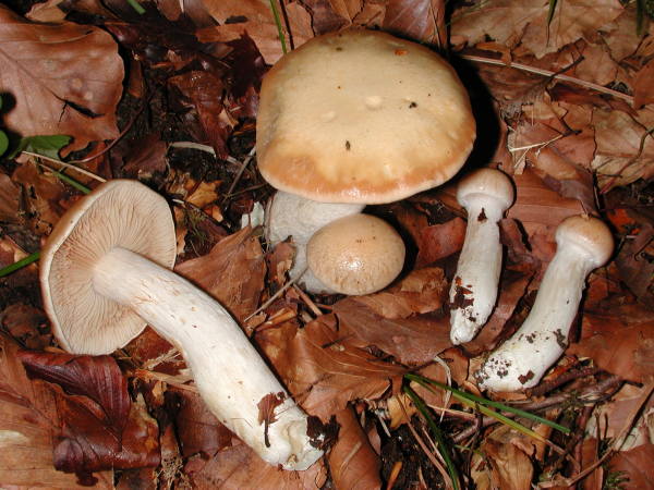 Bereifter Schleimfuss-Cortinarius galeobdolon