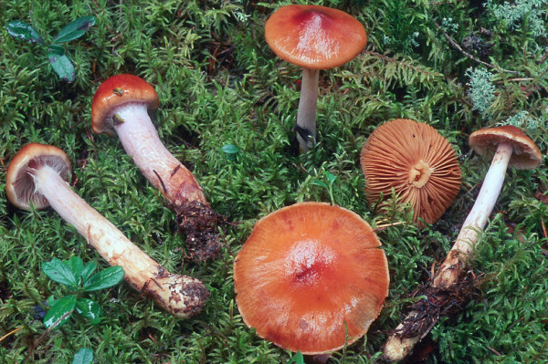 Blaustiel-Schleimfuss-Cortinarius collinitus