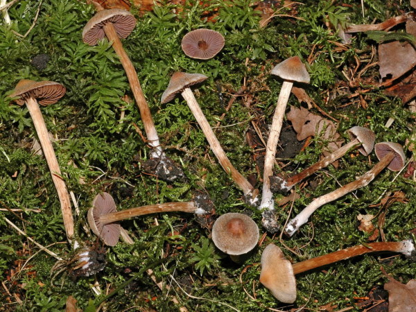 Kleiner Pelargoniengürtelfuss-Cortinarius diasemospermus