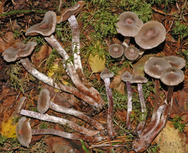 Duftender Gürtelfuss-Cortinarius flexipes