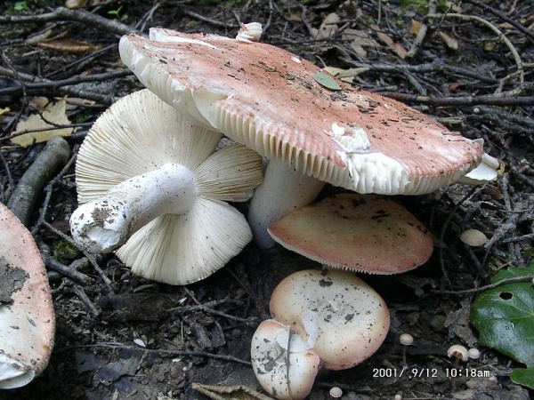 Ockerblättriger Zinnobertäubling-Russula pseudointegra