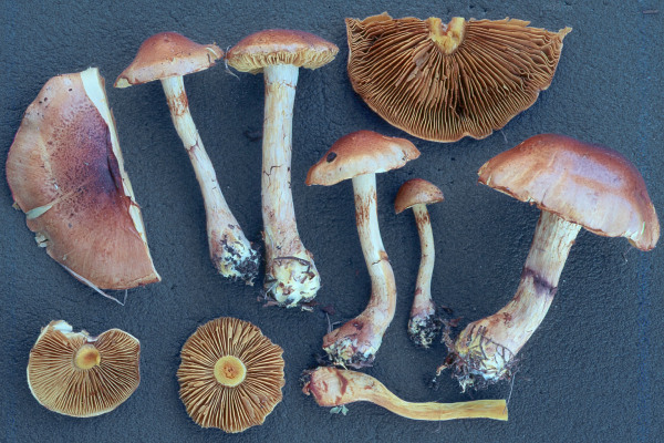 Stinkender Schleimkopf-Cortinarius mussivus