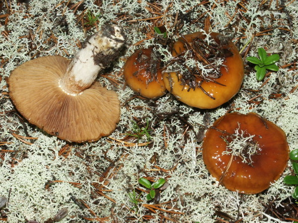 Heideschleimfuss-Cortinarius mucosus