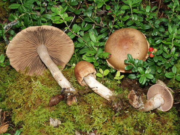 Purpurroter Gürtelfuss-Cortinarius paragaudis