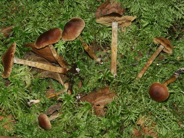 Gelbgeschmückter Rauhkopf-Cortinarius saniosus
