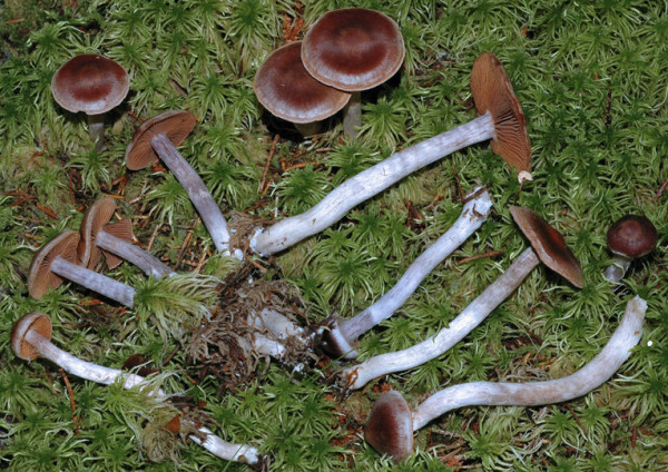 Gedrehter Gürtelfuss-Cortinarius tortuosus