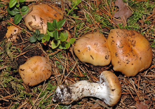 Rasiger Schleimkopf-Cortinarius turmalis