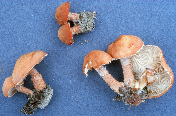 Zinnoberbrauner Körnchenschirmling-Cystodermella cinnabarina