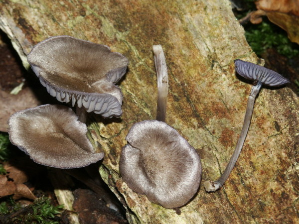Violetter Zärtling-Entoloma euchroum