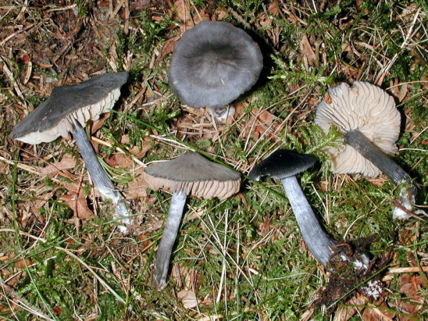 Stahlblauer Rötling-Entoloma nitidum