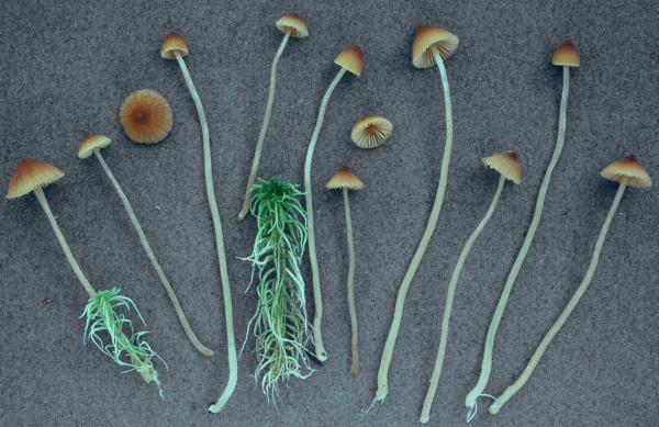 Sumpfhäubling-Galerina sphagnorum
