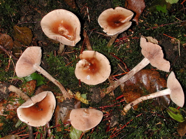 Schwarzknolliger Fälbling-Hebeloma sordescens