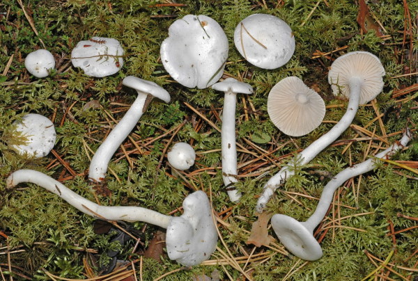 Fichtenschneckling-Hygrophorus piceae