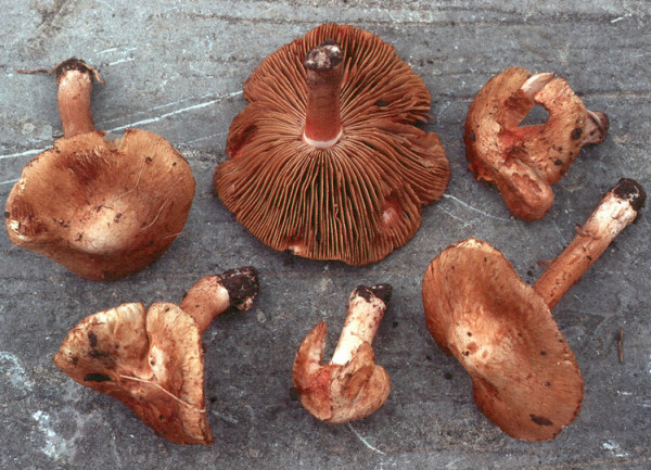 : Risspilze, Wirrköpfe-Inocybe fraudans var.incarnata