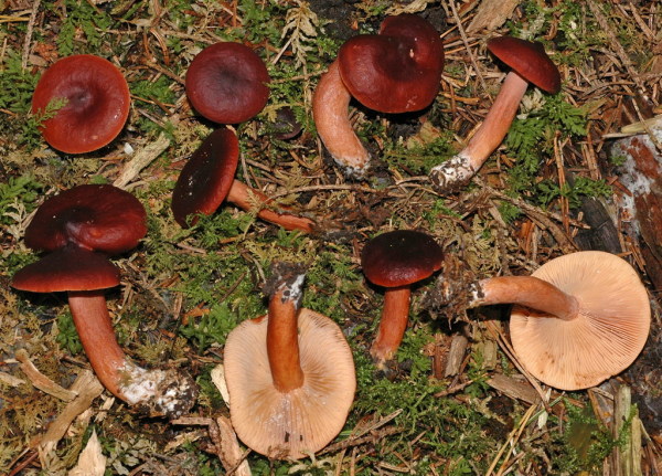 Braunroter Milchling-Lactarius badiosanguineus
