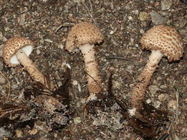 Kleiner Stachelschirmling-Lepiota carinii