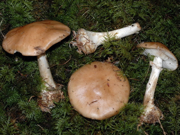 Knolliger Schleierritterling-Leucocortinarius bulbiger