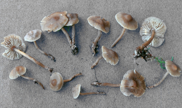 Kleinsporiges Graublatt-Tephrocybe baeosperma