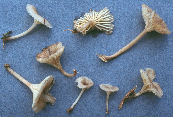 Gelbblättriges Nabeltrichterchen-Gerronema xanthophyllum