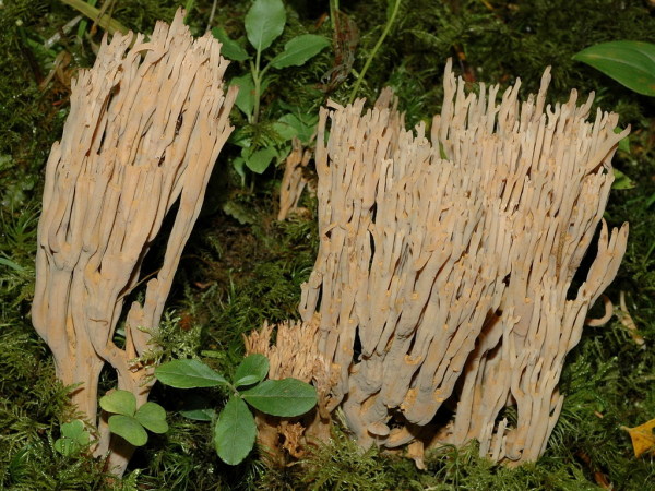 Feinstachelige Koralle-Ramaria spinulosa