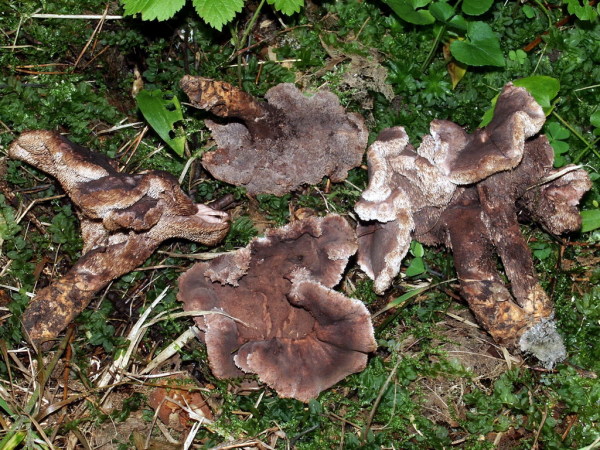 Orangefüssiger Braunsporstacheling-Sarcodon martioflavus