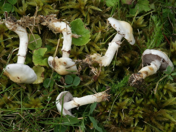 Hyalinweisser Träuschling-Stropharia albonitens